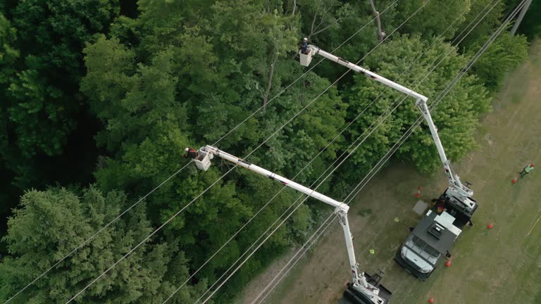 Best Utility Line Clearance  in Wrangell, AK